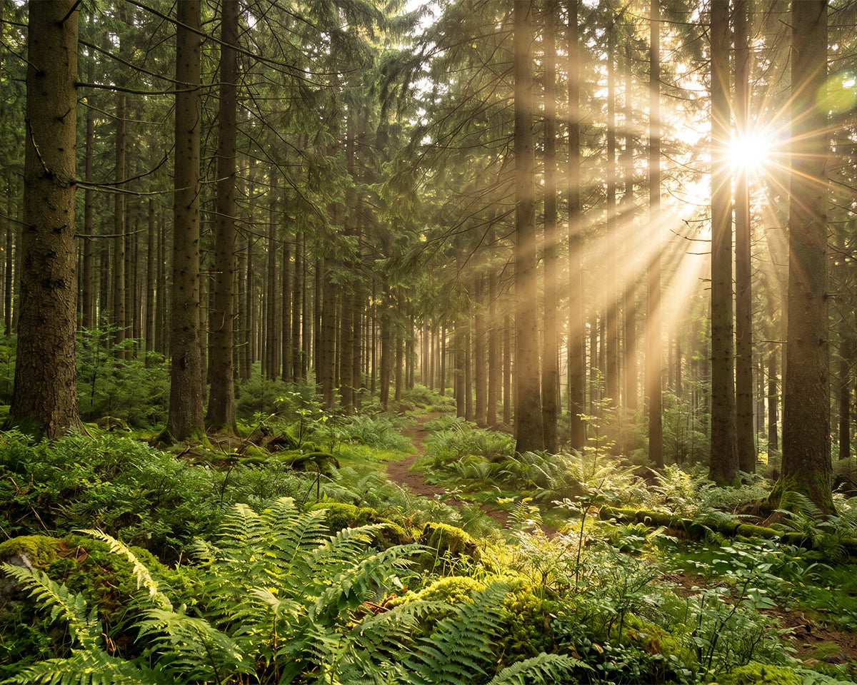 sustainable wood material, eco-friendly furniture, natural renewable timber, green home decor, non-toxic organic wood, eco-conscious manufacturing